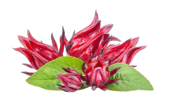 Sorrel