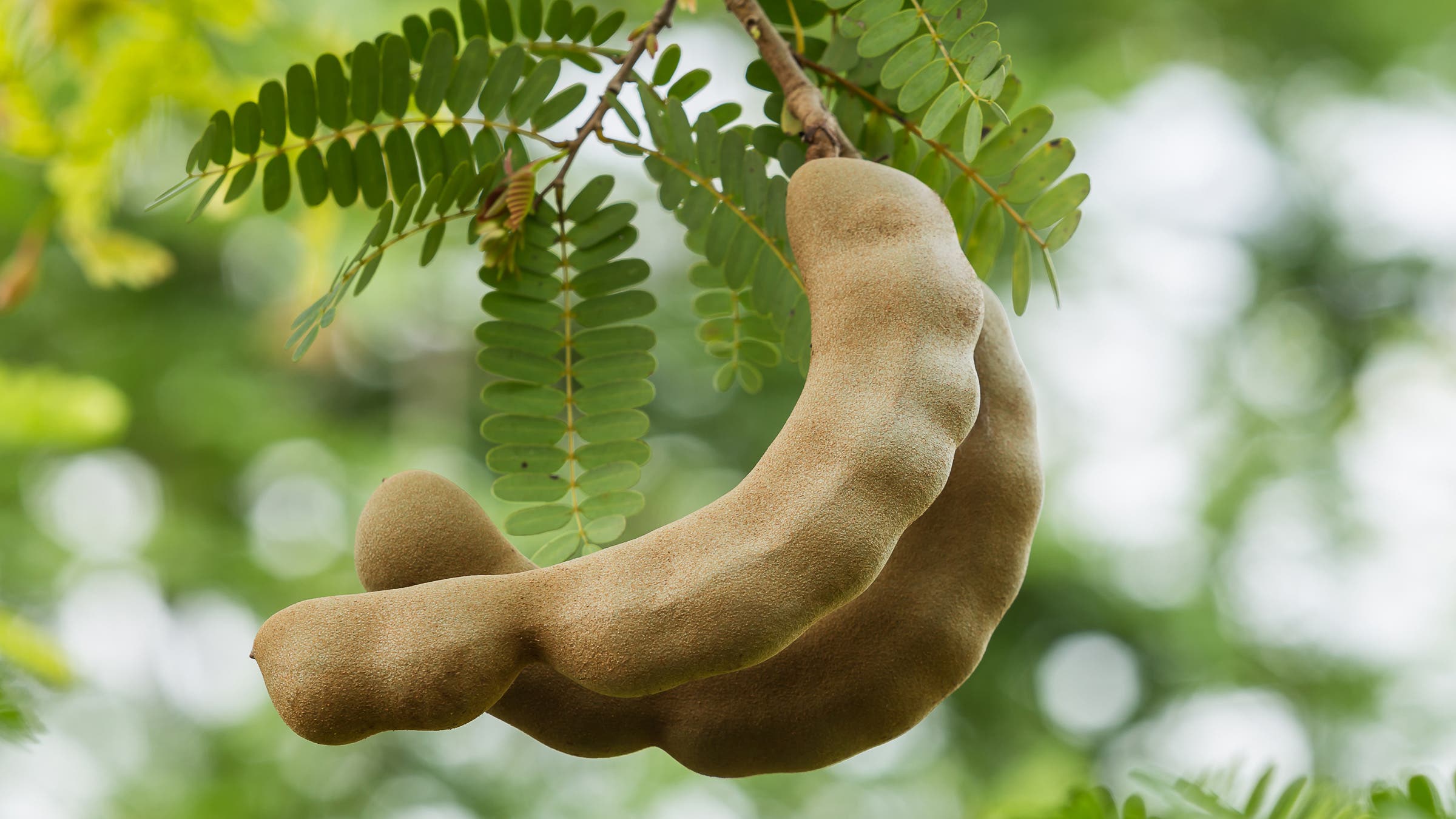 Tamarind